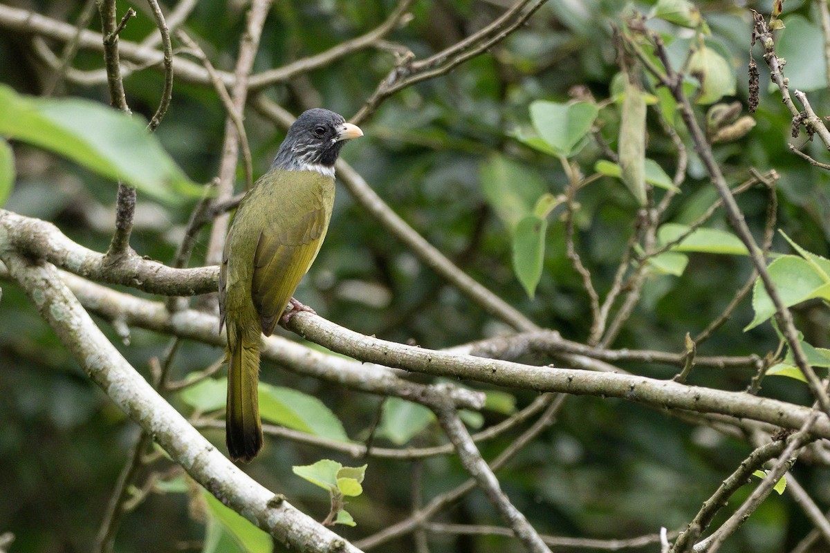 Collared Finchbill - ML622815809