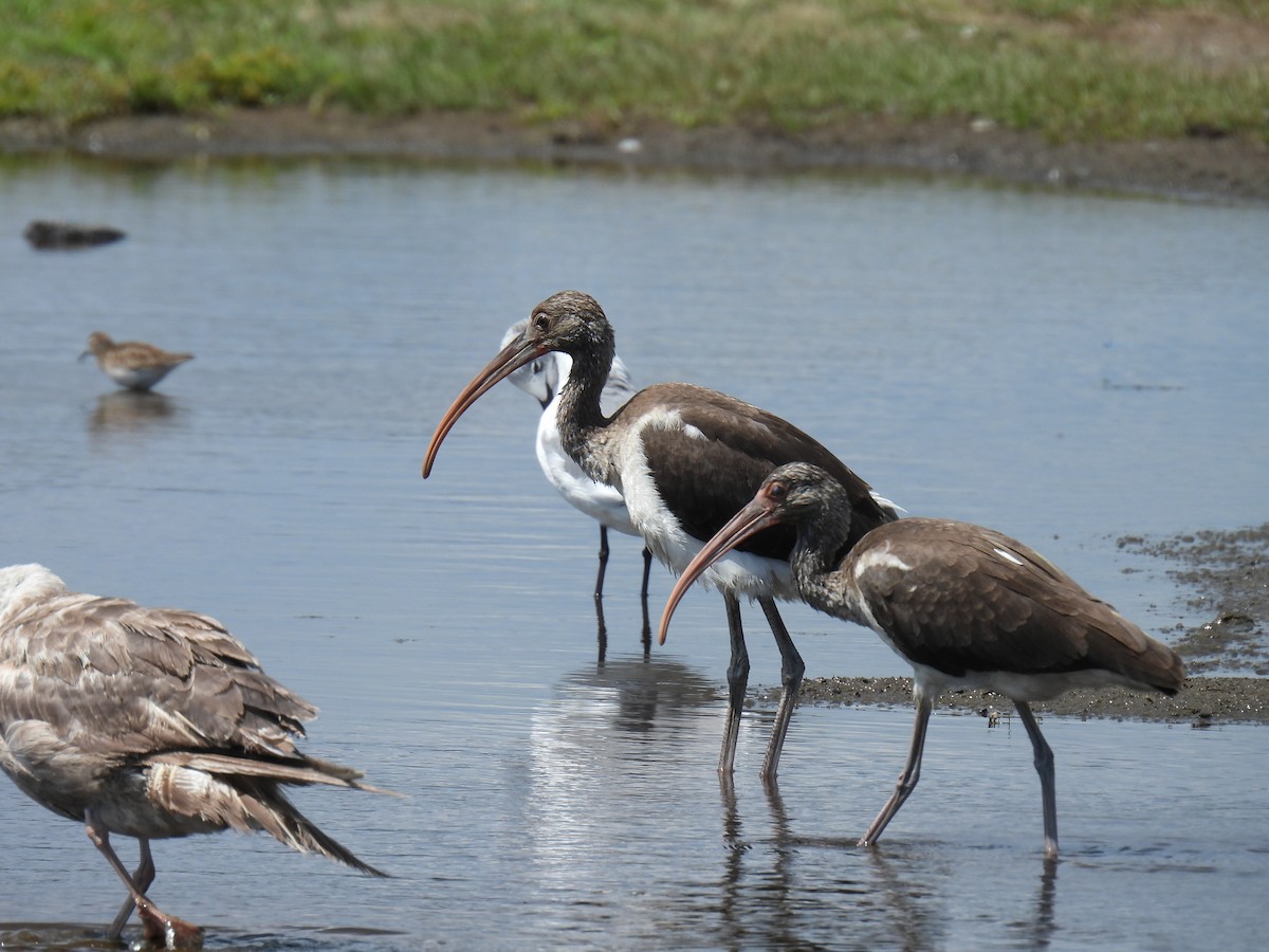 White Ibis - Chris Loscalzo