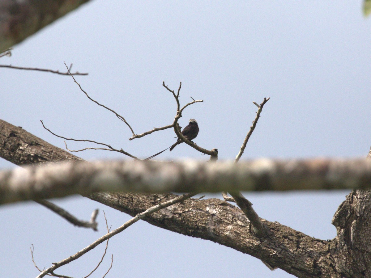 Long-tailed Tyrant - ML622815817