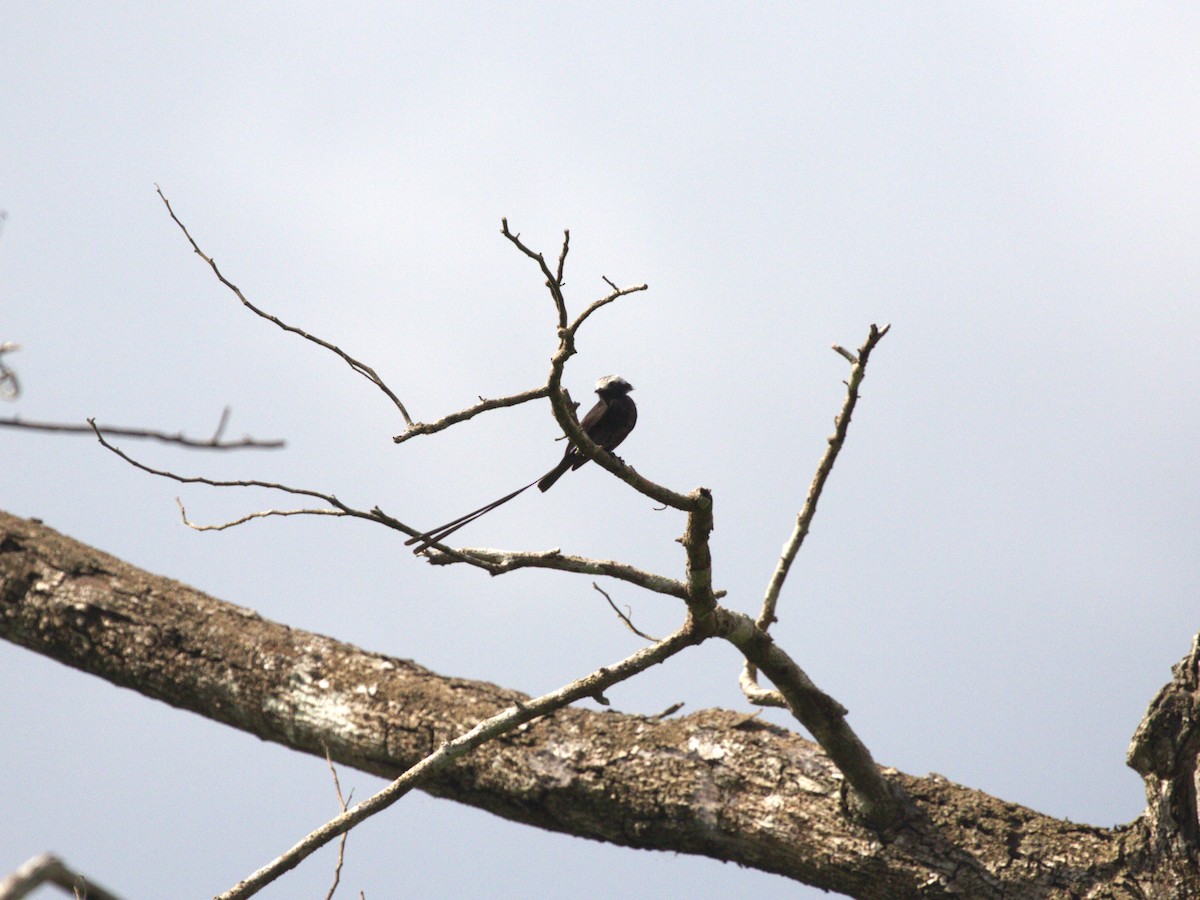 Long-tailed Tyrant - ML622815818