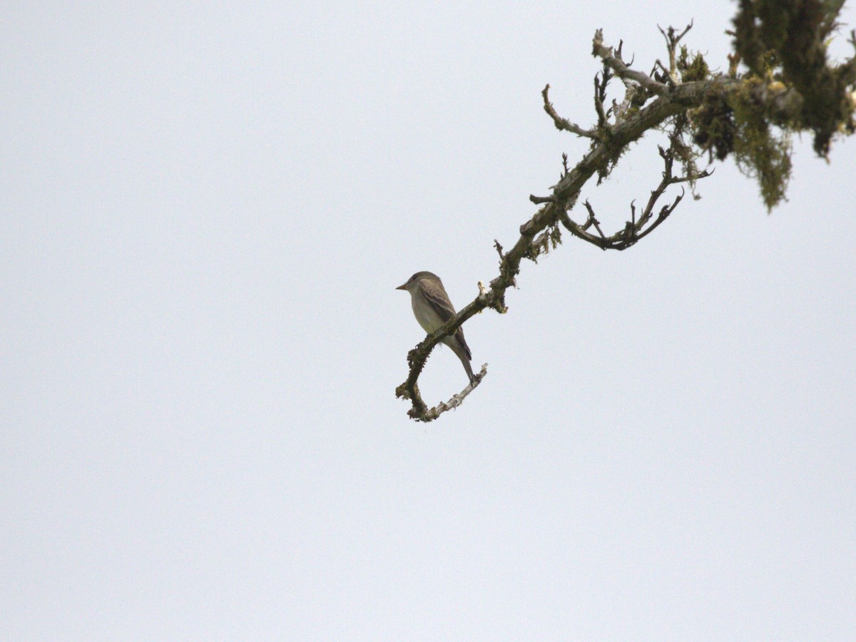 pewee sp. (Contopus sp.) - ML622815832