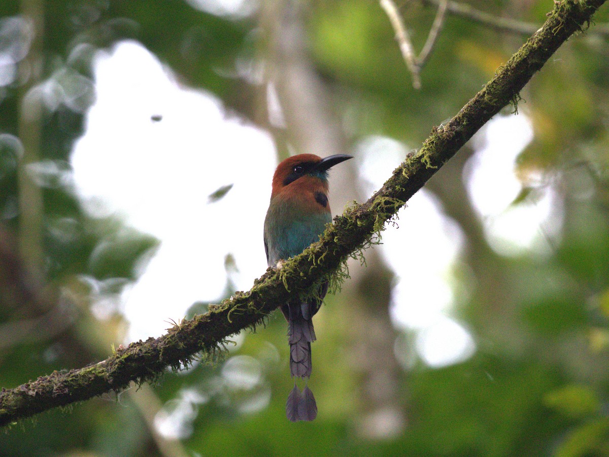 Broad-billed Motmot - ML622815848