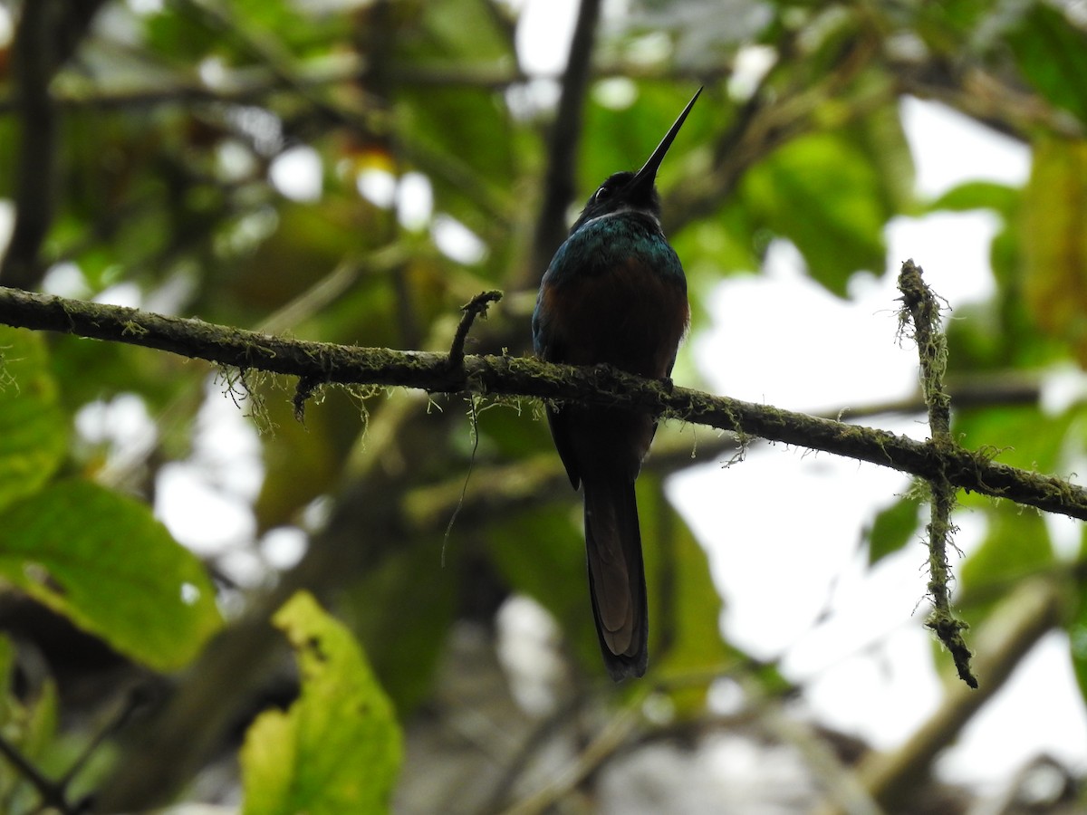 Rufous-tailed Jacamar - Erick Barbato