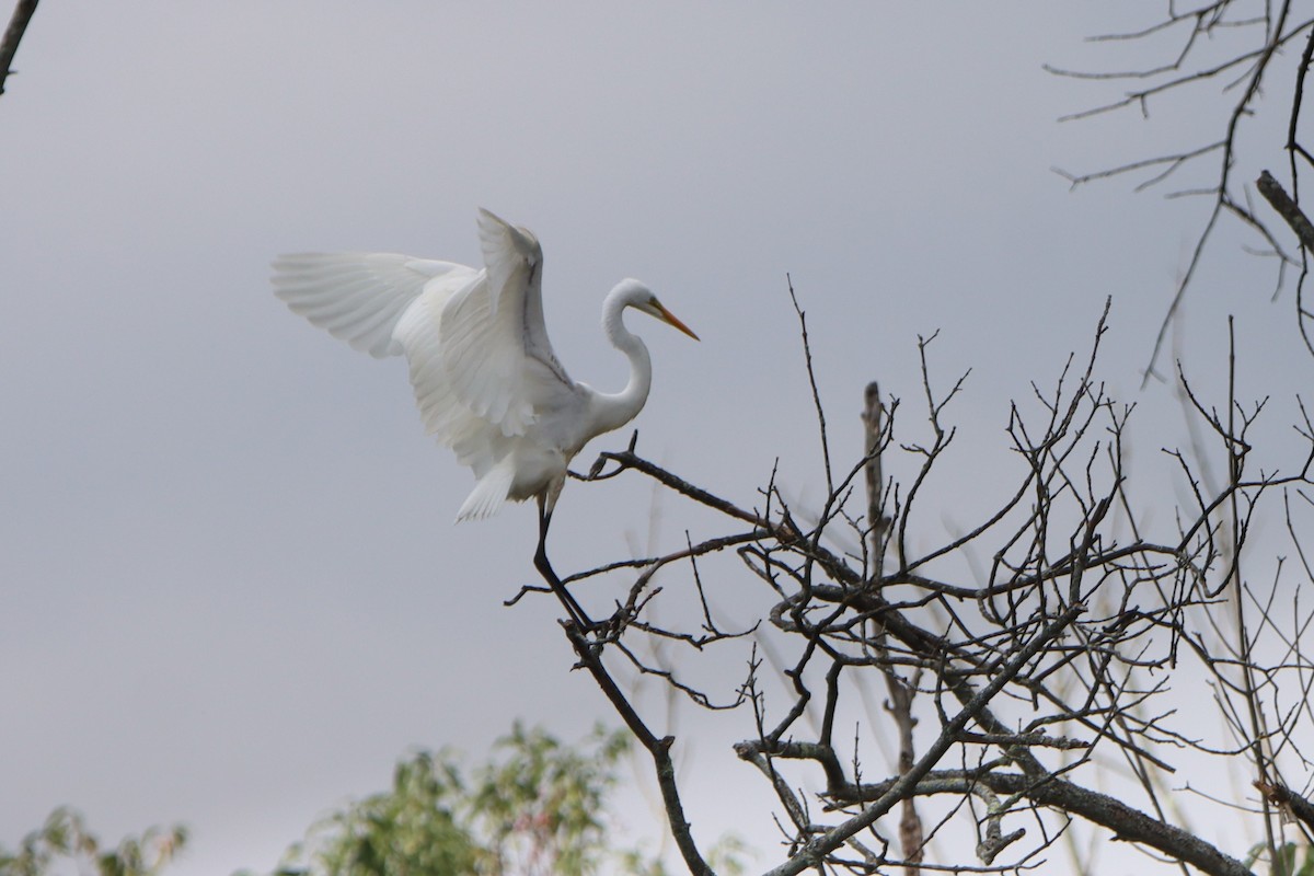 Great Egret - Sandy C