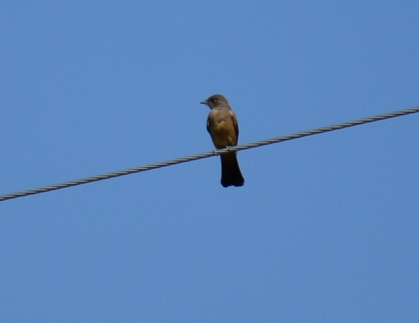 Say's Phoebe - Deb Muzzy