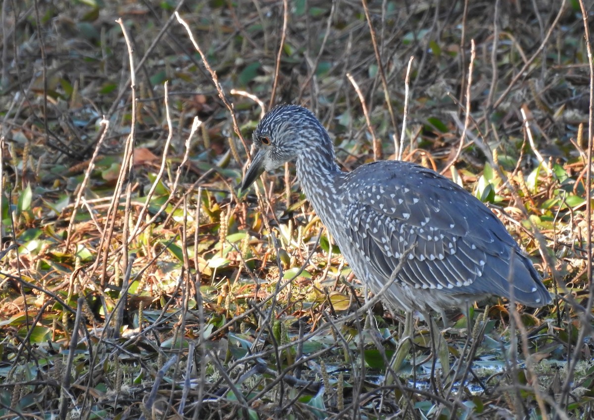 Yellow-crowned Night Heron - Shirley Stafford