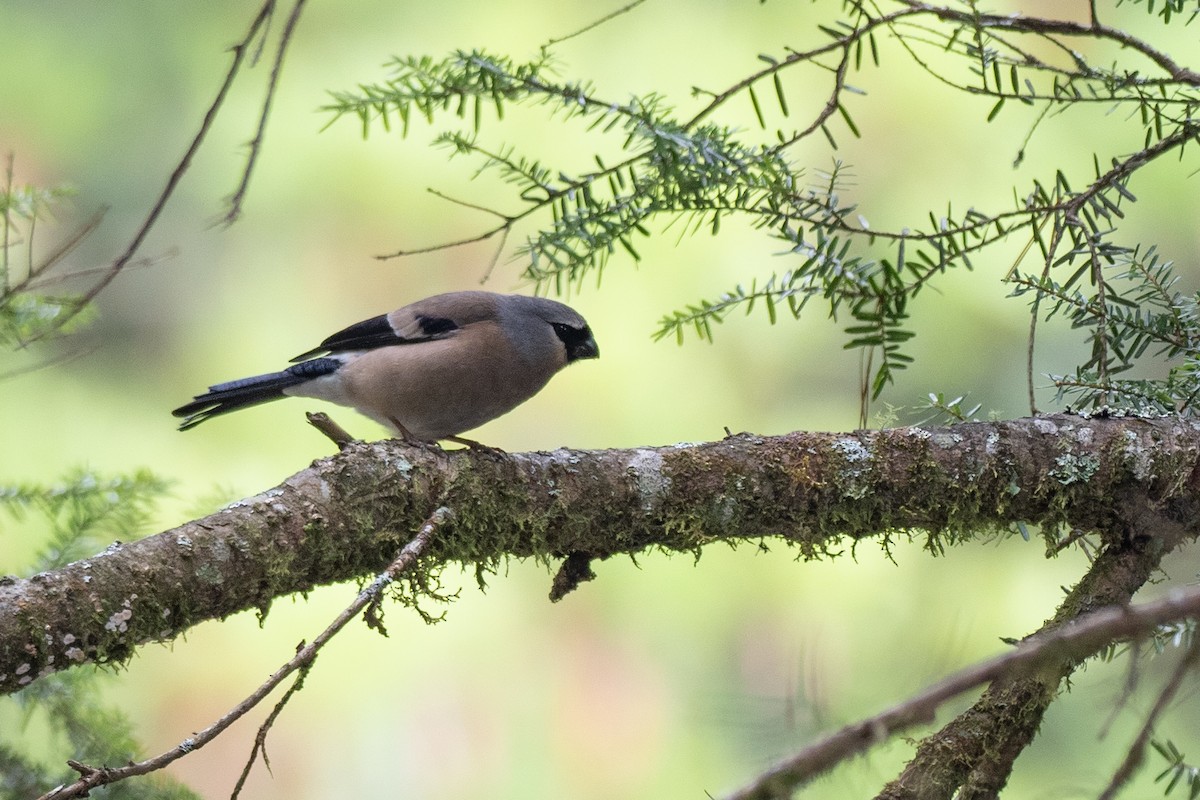 Taiwan Bullfinch - Doug Whitman