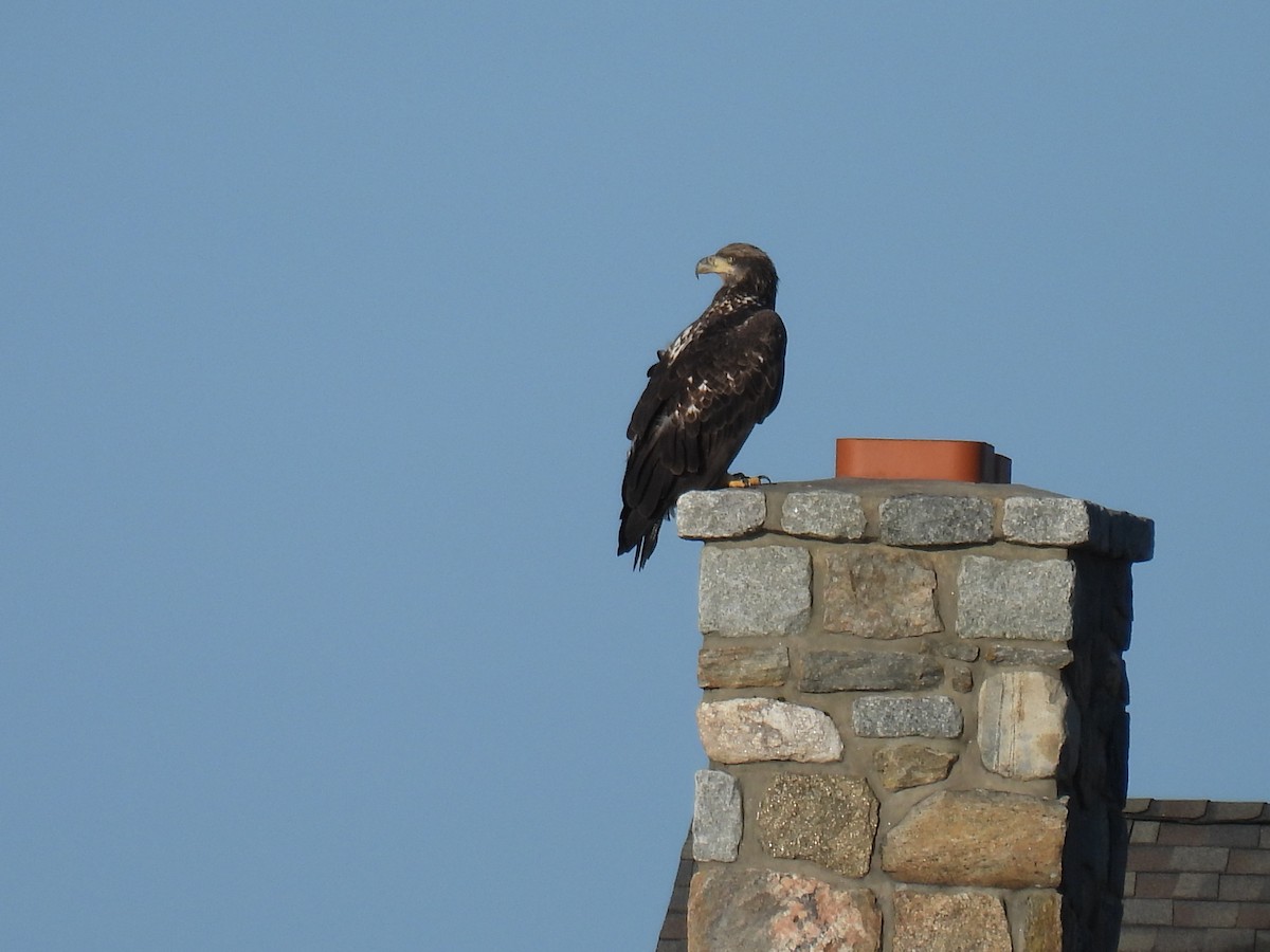 Bald Eagle - Chris Loscalzo