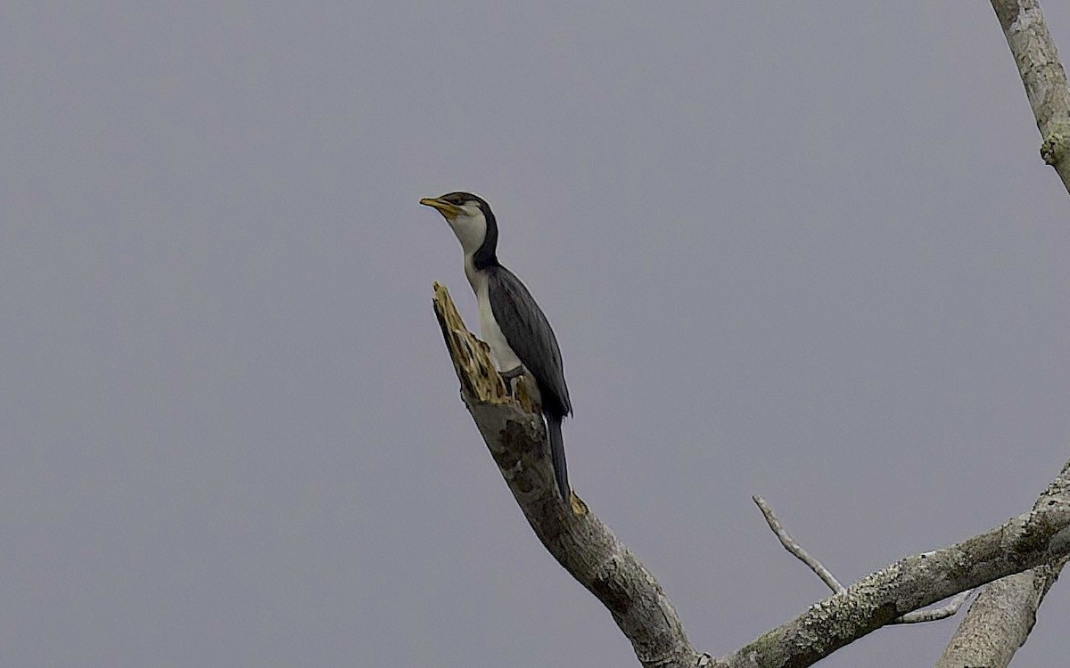 Little Pied Cormorant - Mandy Talpas -Hawaii Bird Tours