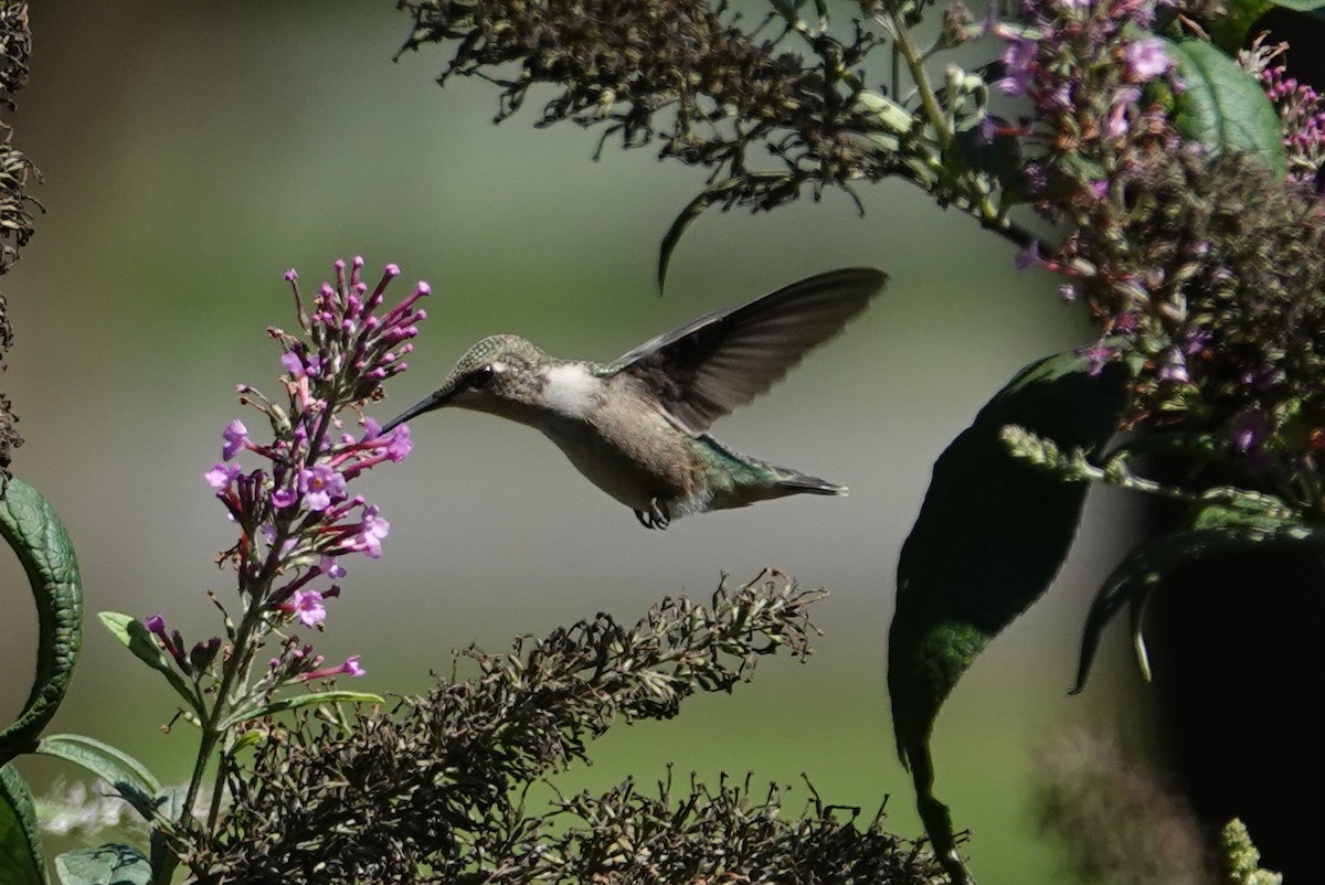 Colibrí Gorjirrubí - ML622815999