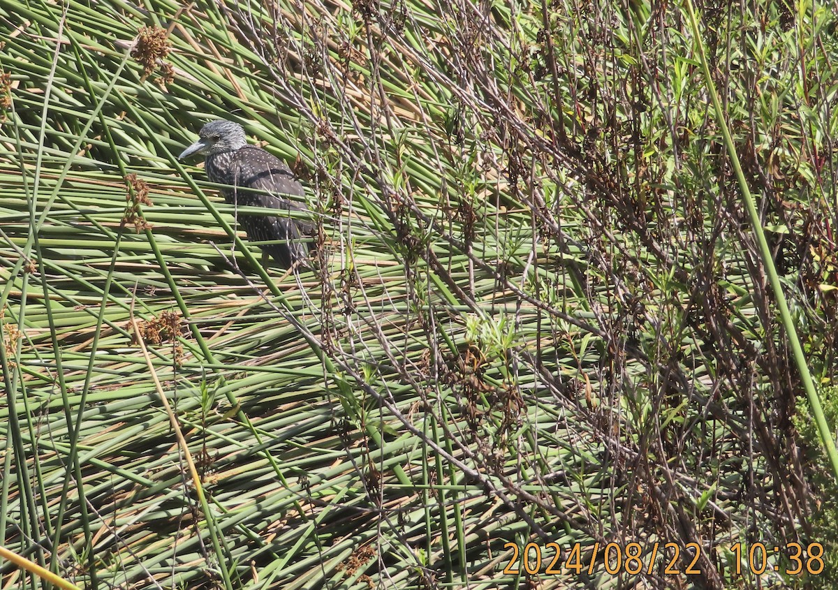 Yellow-crowned Night Heron - Mark Holmgren