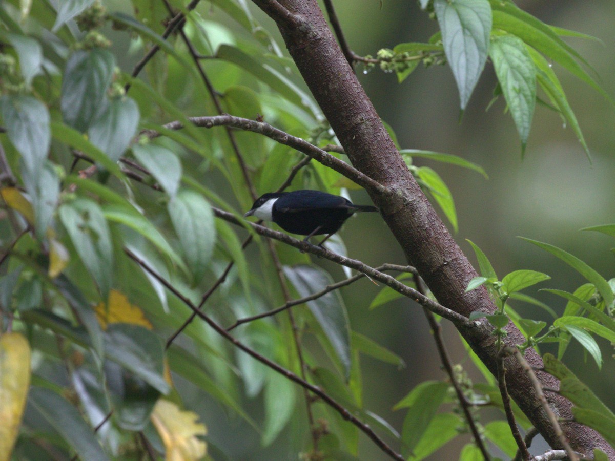 White-ruffed Manakin - ML622816105