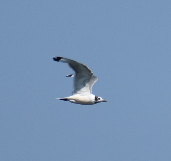 Franklin's Gull - ML622816135