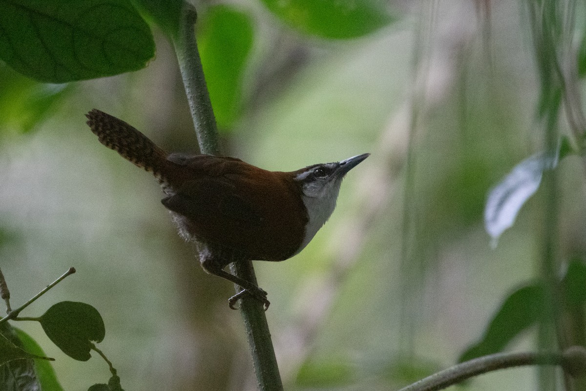 Black-bellied Wren - ML622816160