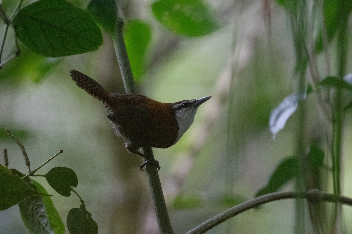 Black-bellied Wren - ML622816161