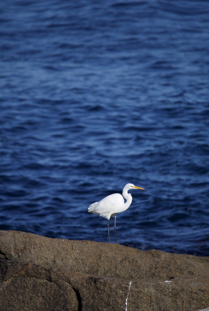 Great Egret - ML622816162