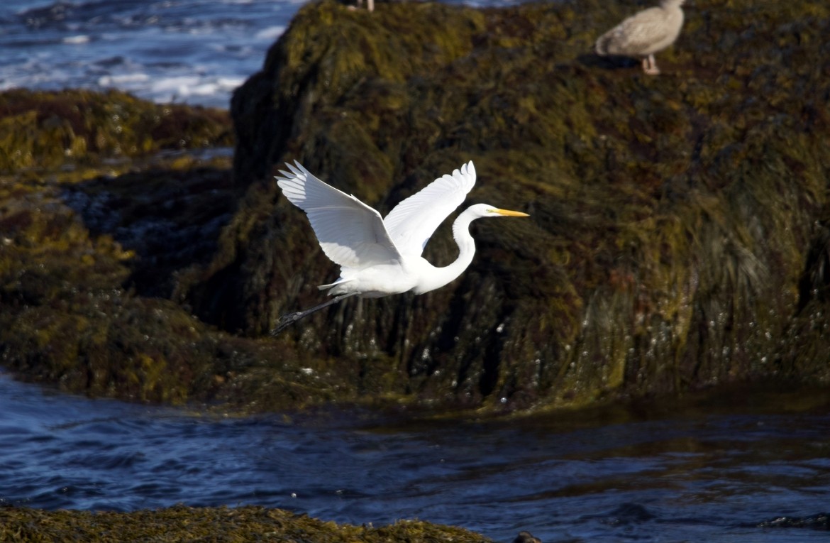 Great Egret - ML622816163