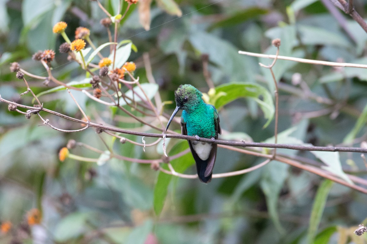 White-vented Plumeleteer - Andre Moncrieff