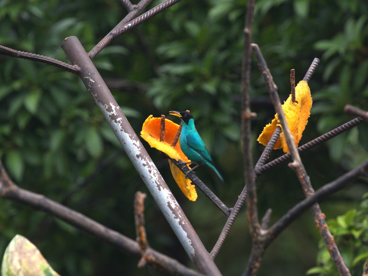 Green Honeycreeper - Menachem Goldstein