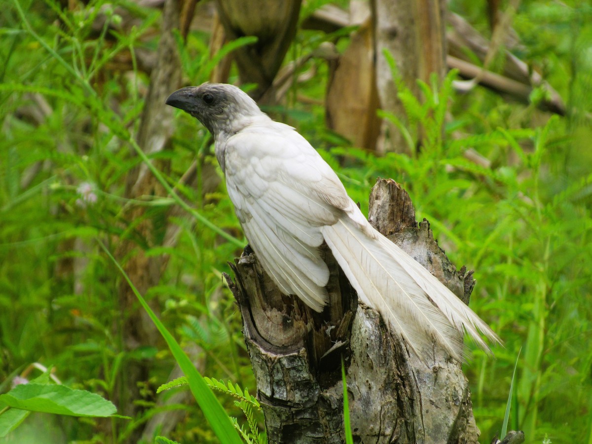 Groove-billed Ani - ML622816211