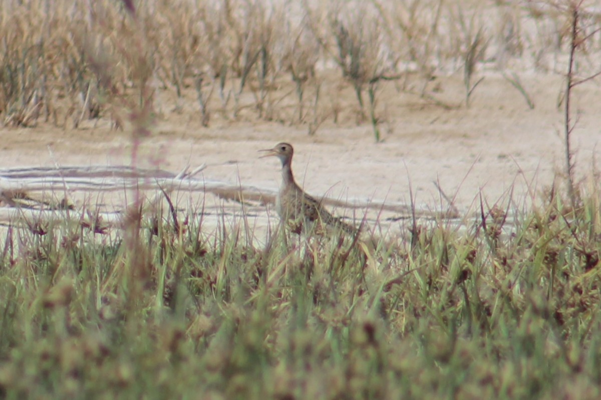 Upland Sandpiper - ML622816283