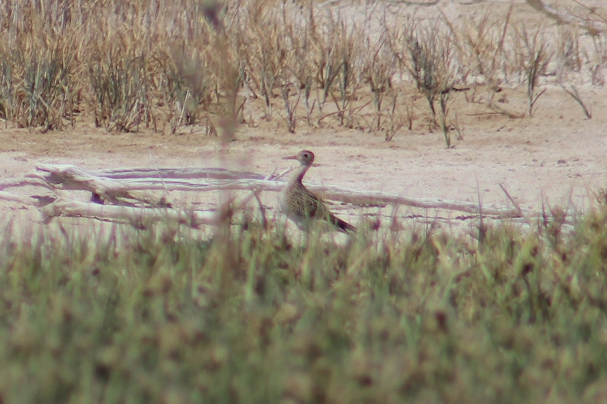 Upland Sandpiper - ML622816284