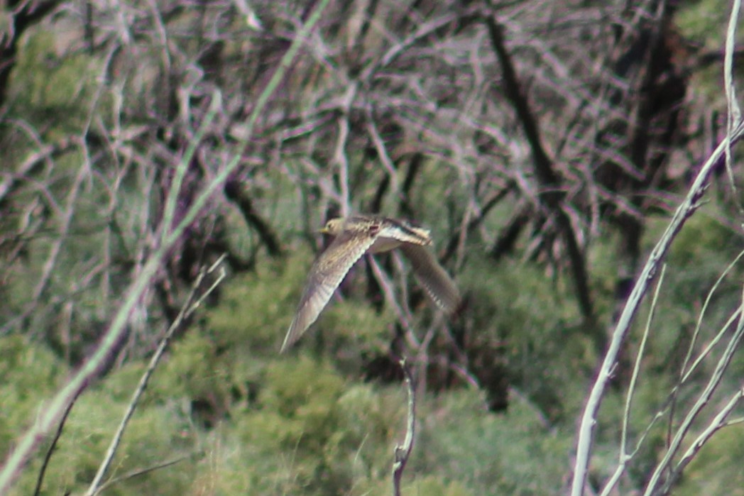Upland Sandpiper - ML622816285
