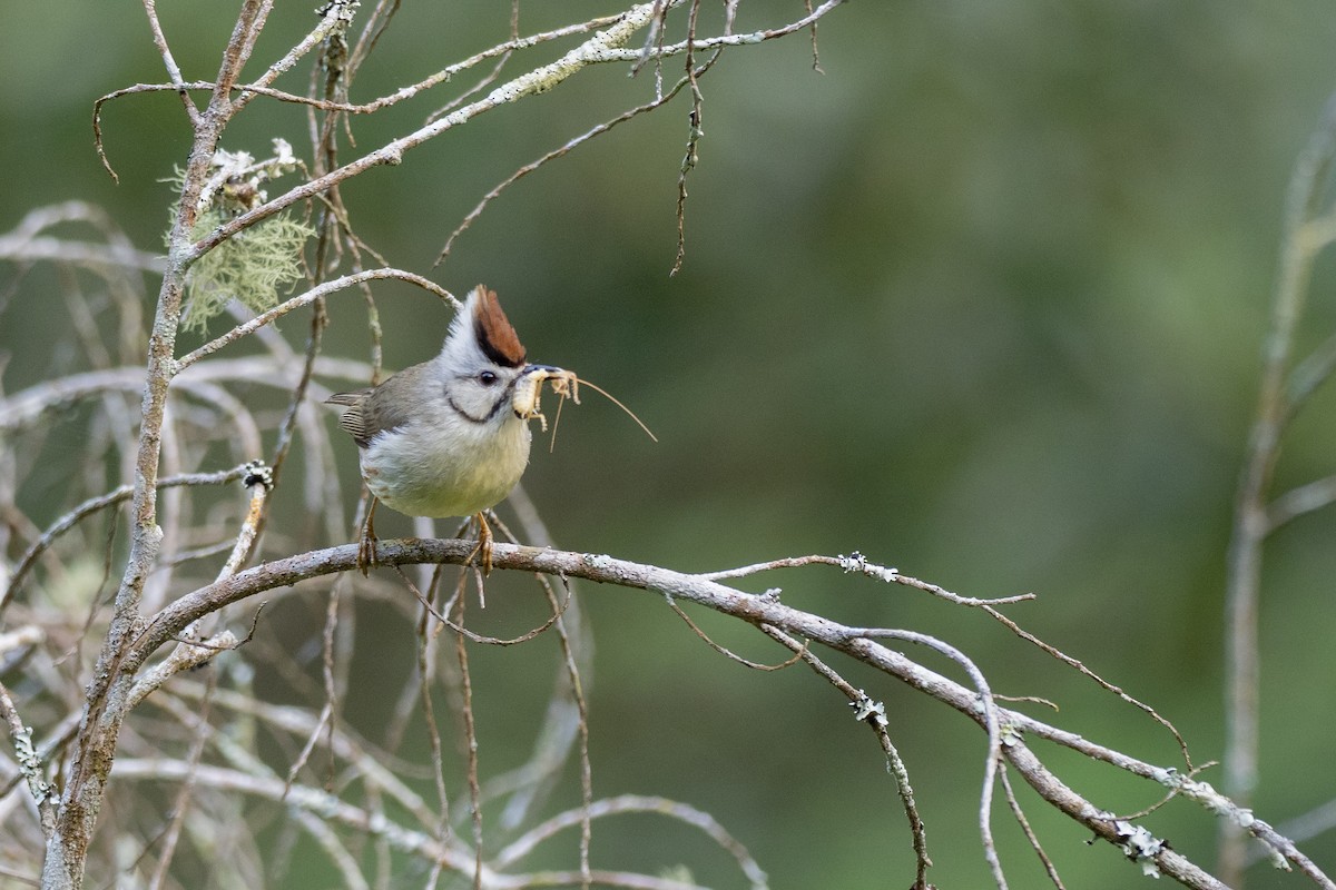 Taiwan Yuhina - ML622816317