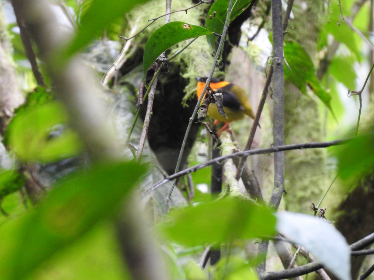 Orange-collared Manakin - ML622816403