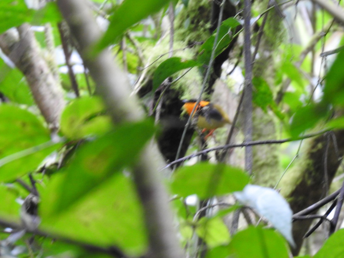 Orange-collared Manakin - ML622816406