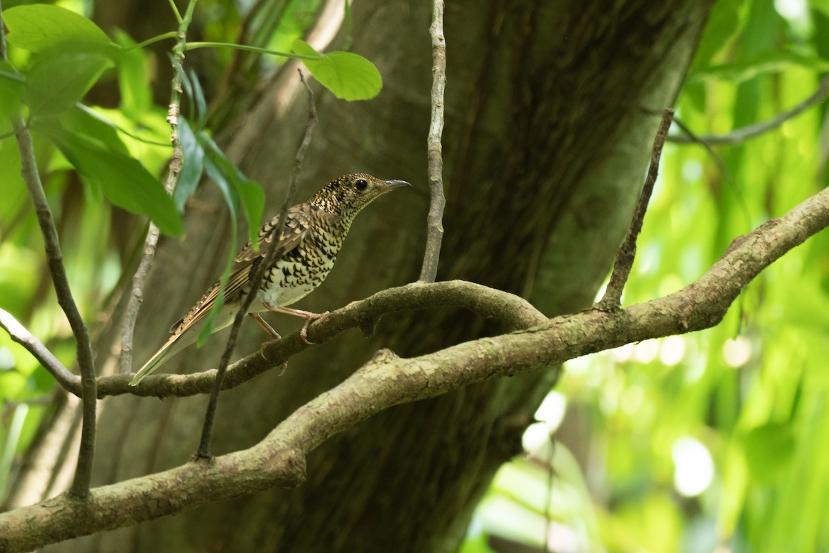 White's Thrush - Doug Whitman