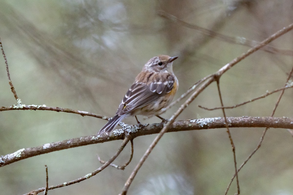 Yellow-rumped Warbler - Tim Horvath