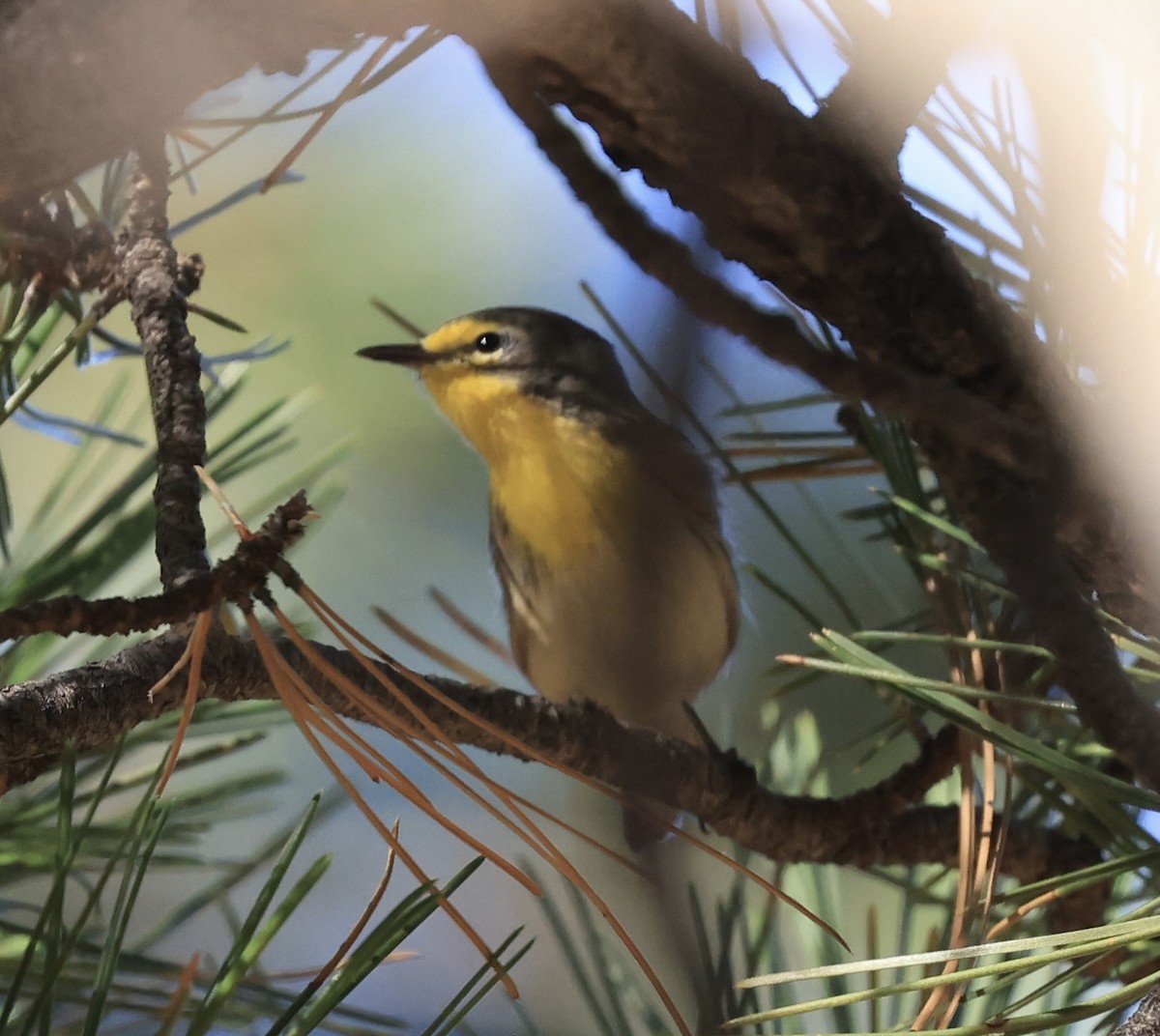 Grace's Warbler - Toni McQuivey Taylor