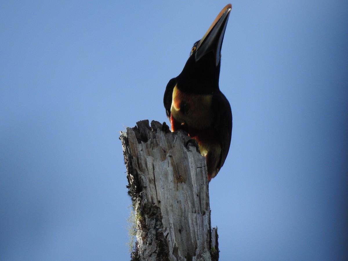 Fiery-billed Aracari - ML622816551