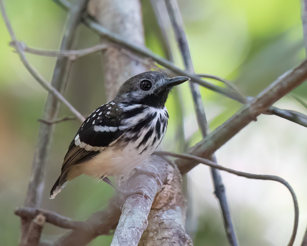 Dot-backed Antbird - ML622816553