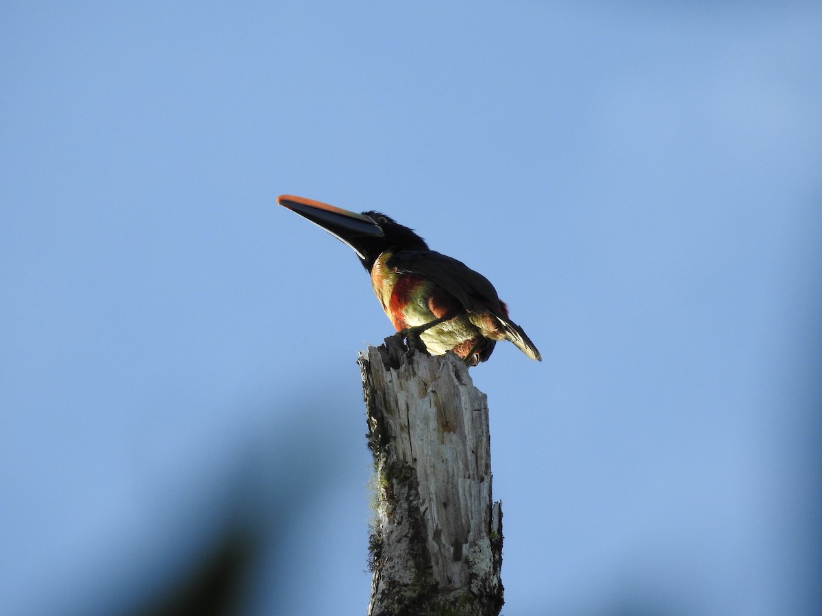 Fiery-billed Aracari - ML622816554