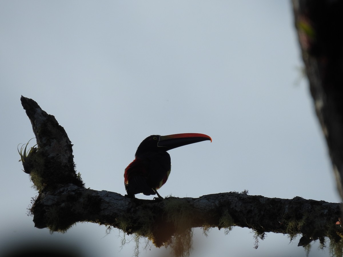 Fiery-billed Aracari - ML622816555