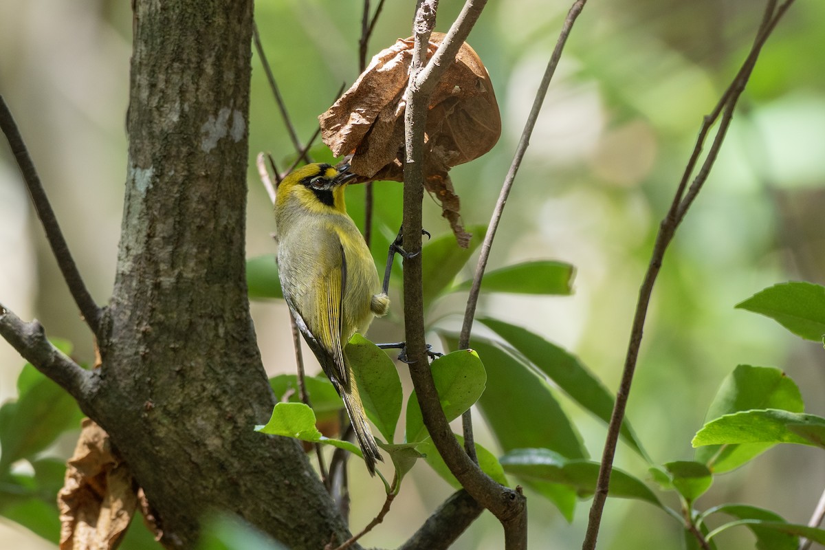 Bonin White-eye - ML622816591