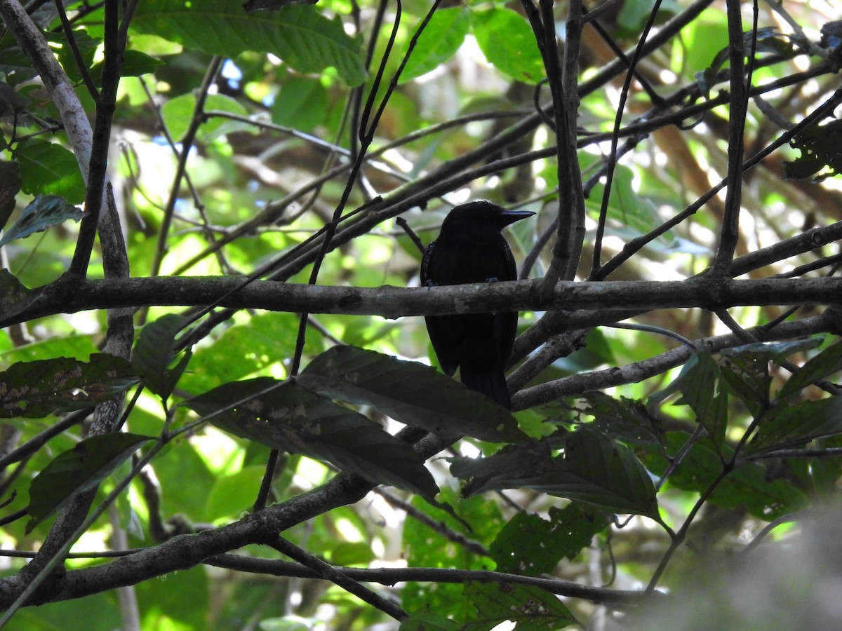 Black-hooded Antshrike - ML622816609