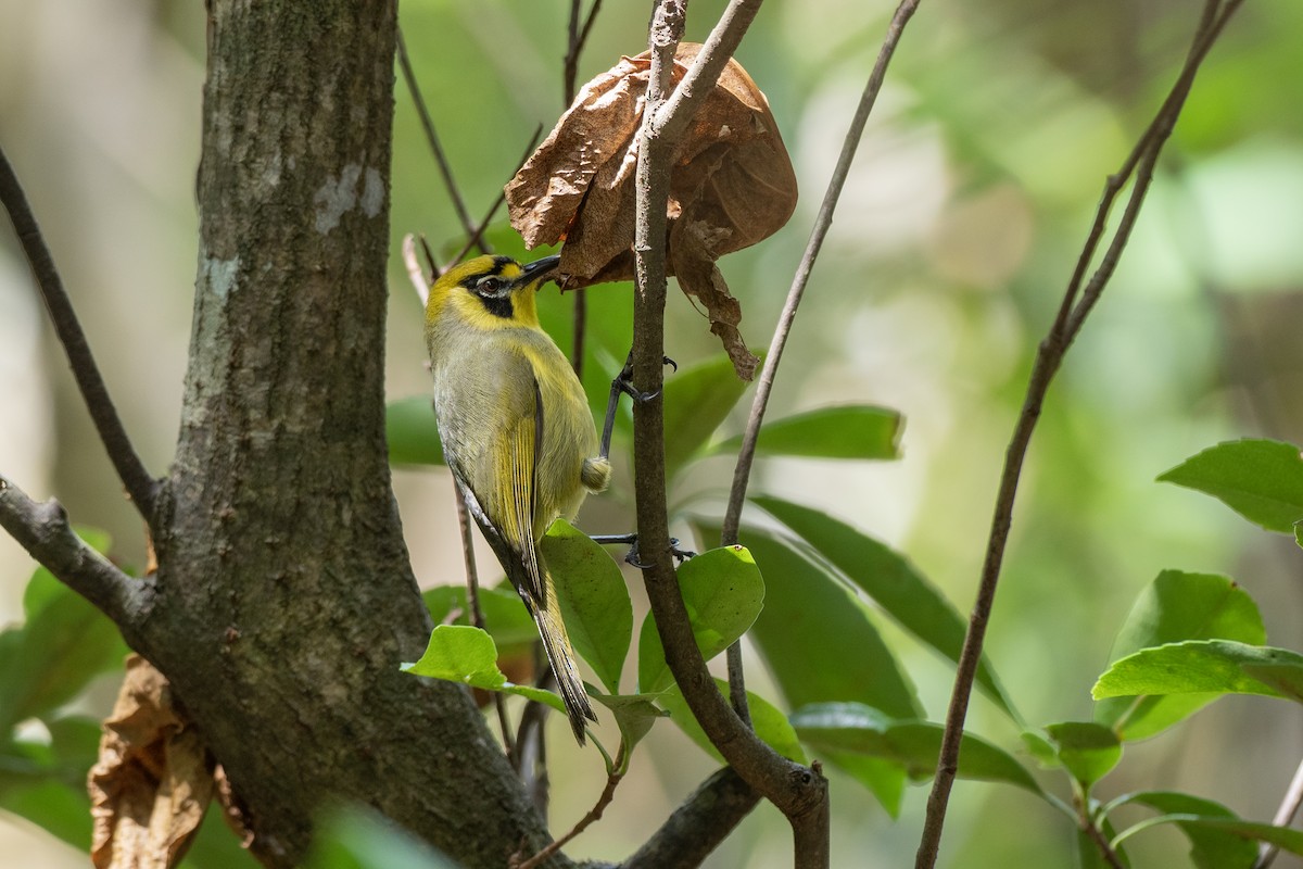 Bonin White-eye - ML622816620