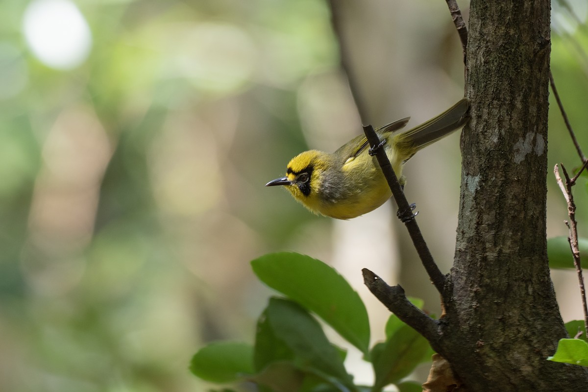 Bonin White-eye - ML622816652