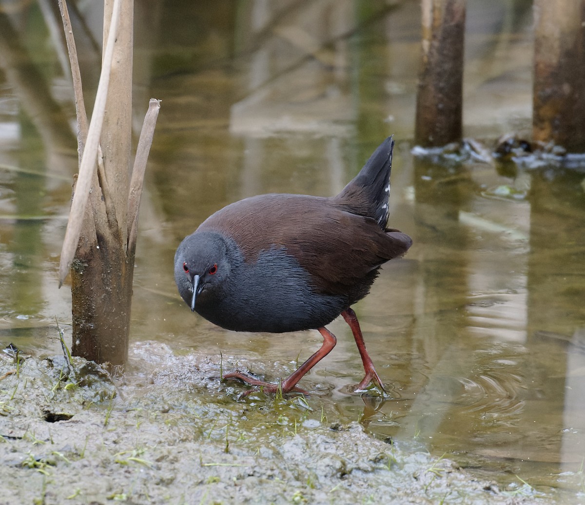 Spotless Crake - ML622816654