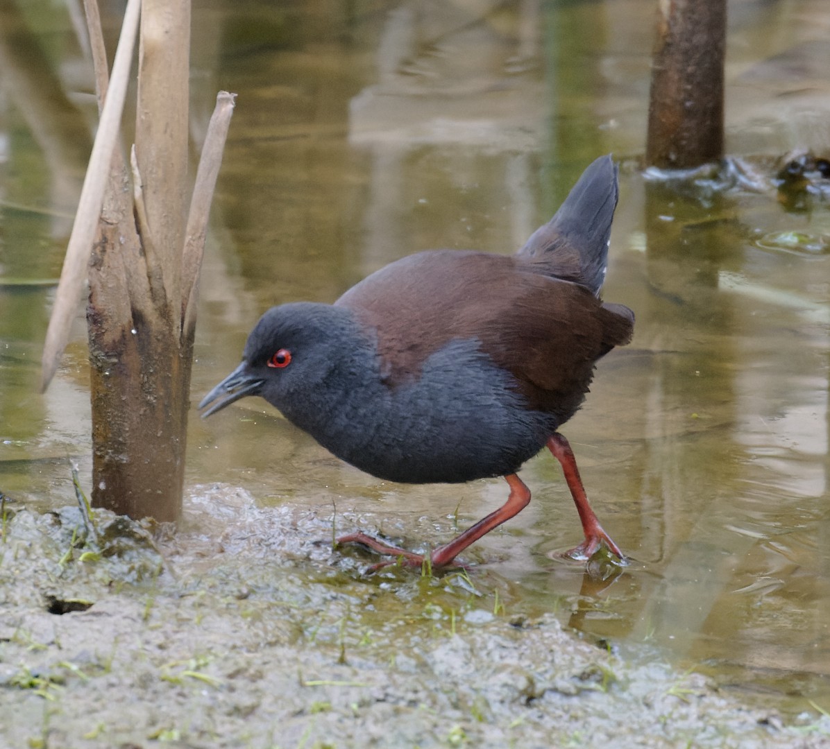 Spotless Crake - ML622816656