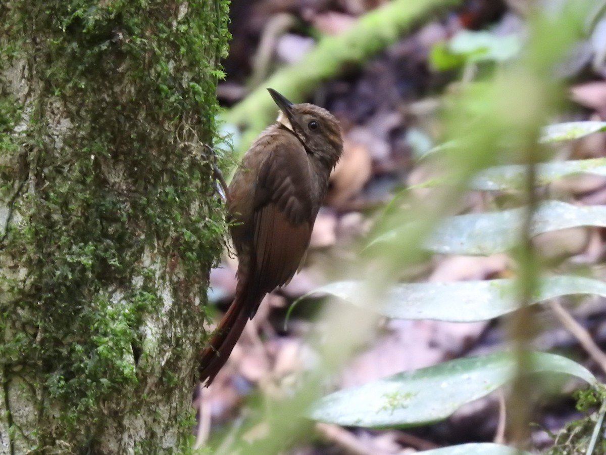 Tawny-winged Woodcreeper - ML622816754