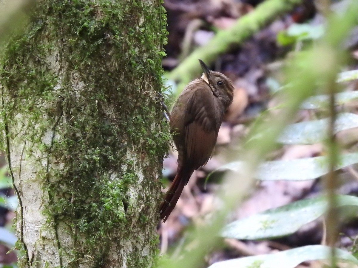 Tawny-winged Woodcreeper - Erick Barbato