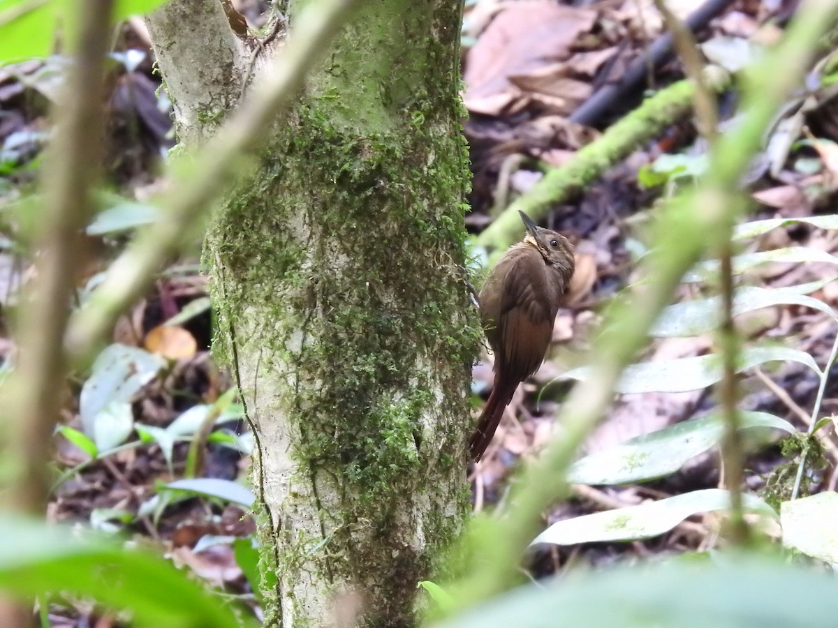 Tawny-winged Woodcreeper - Erick Barbato