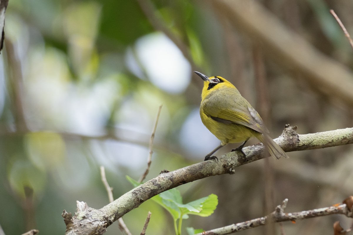 Bonin White-eye - ML622816758