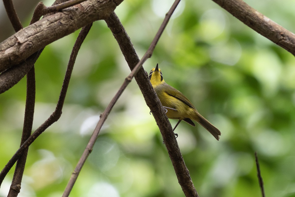 Bonin White-eye - ML622816759