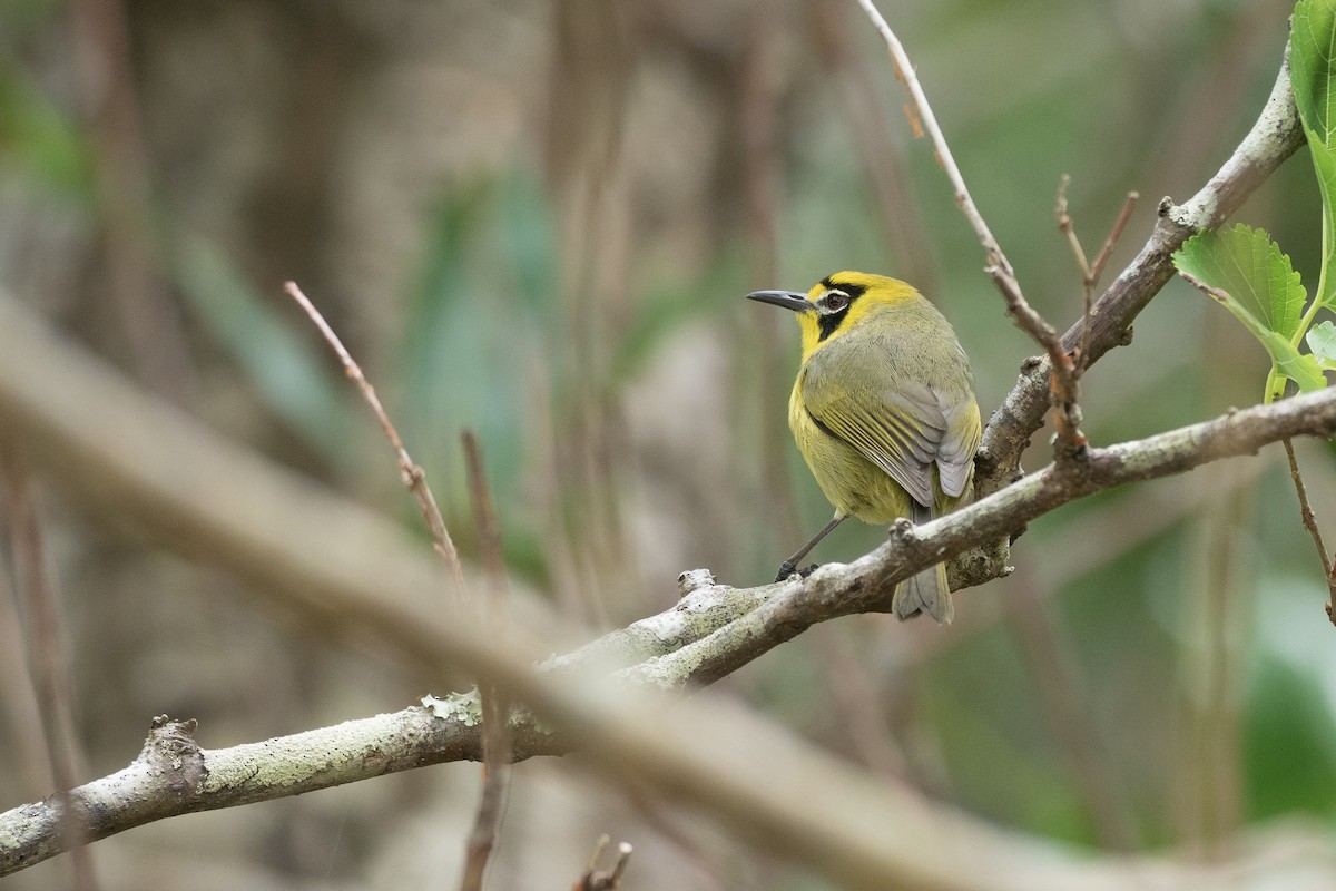 Bonin White-eye - ML622816760