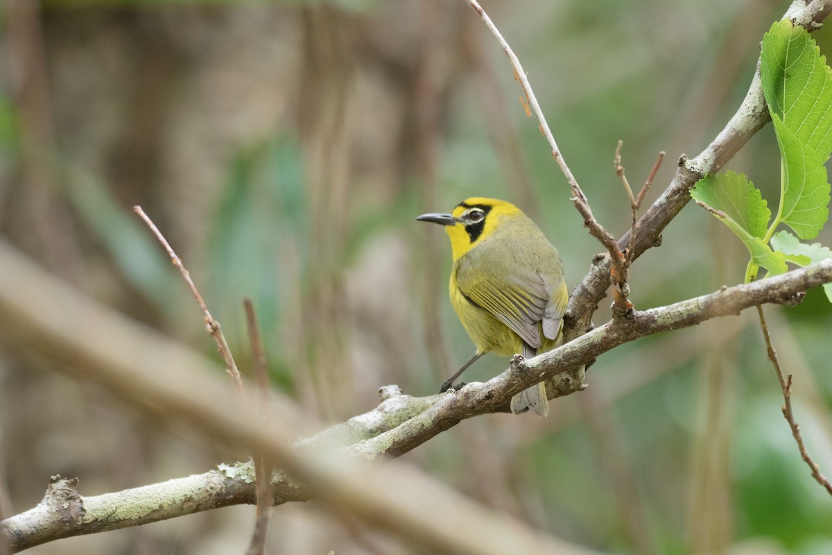 Bonin White-eye - ML622816761